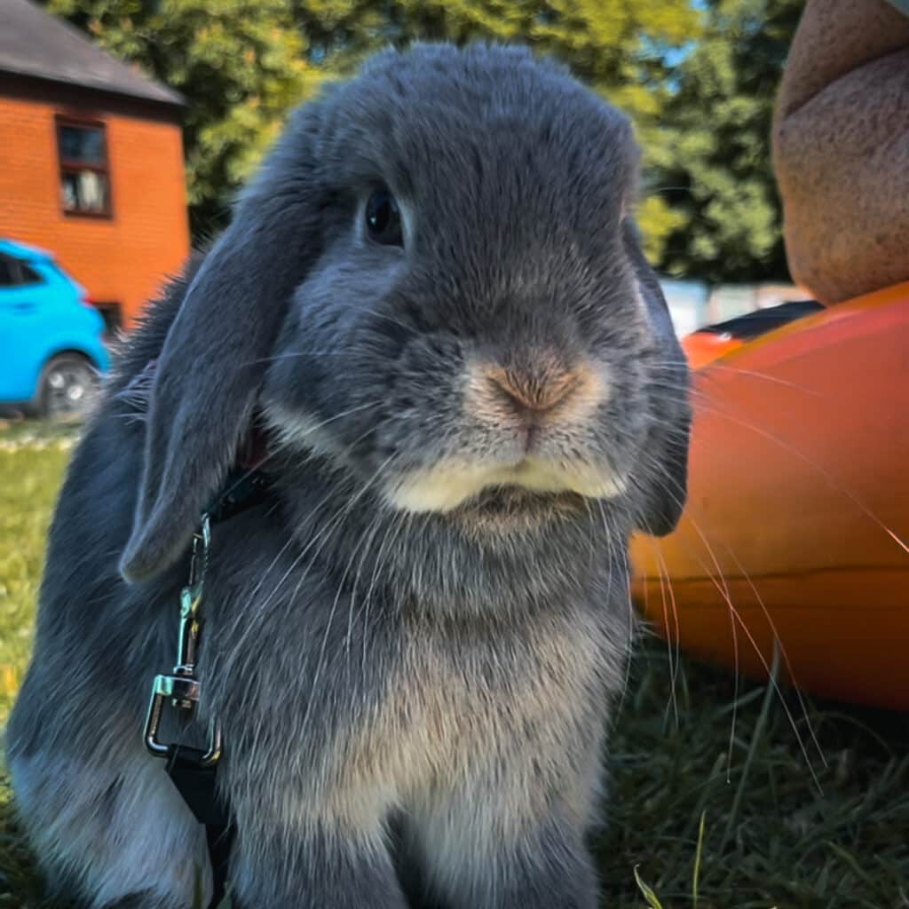 back packing bunny